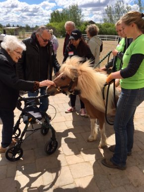 Residents petting the horse.